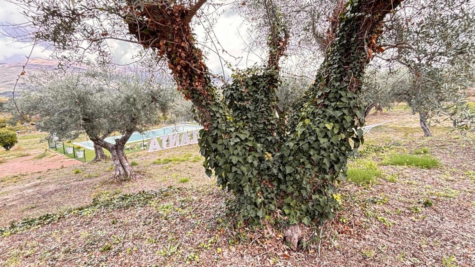 Casa Rural Atalanta De La Vera คาไรซ์ เดลา เบรา ภายนอก รูปภาพ